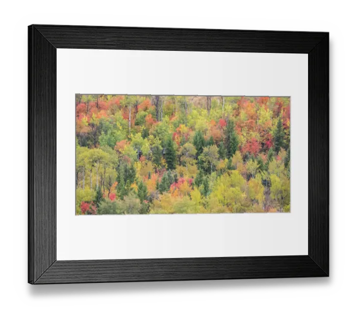 Framed Print : USA, Utah, Logan Pass with Aspen and Maples in Fall Color