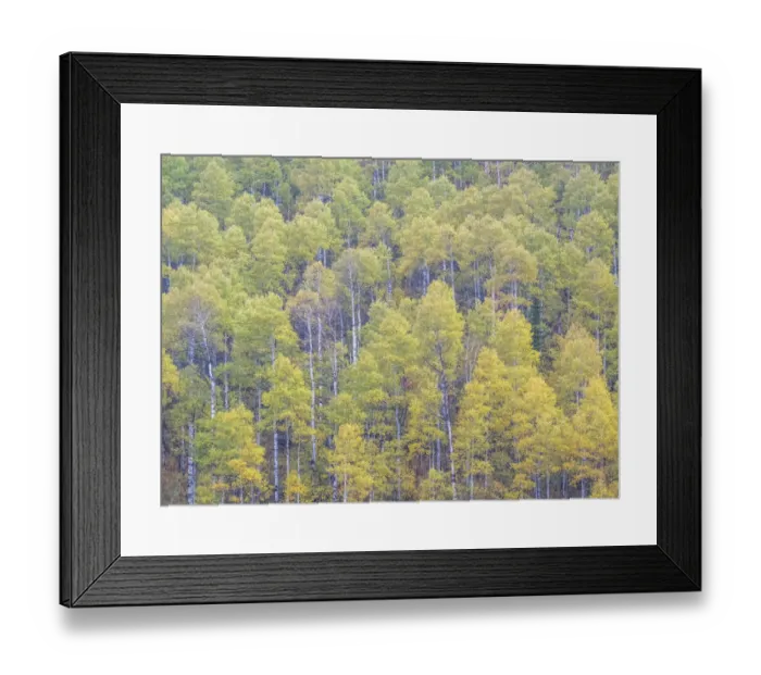 Framed Print : USA, Utah, Logan Pass hillsides covered with Aspen grove in Fall Color Framed Print : USA, Utah, Logan Pass hillsides covered with Aspen grove in Fall Color