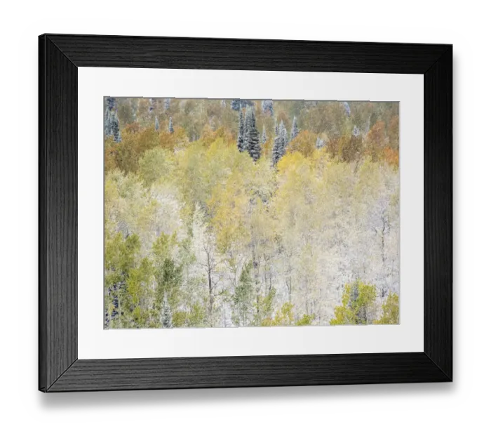 Framed Print : USA, Utah, Wasatch Mountain Range fresh autumn snows, Aspens just off of Highway 39 Framed Print : USA, Utah, Wasatch Mountain Range fresh autumn snows, Aspens just off of Highway 39