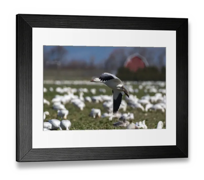 Framed Print : USA, Washington State, Skagit Valley. Lesser snow geese flock