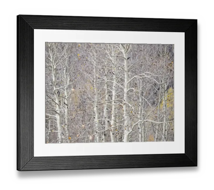 Framed Print : USA, Utah, Wasatch Mountain Range Aspens just off of Highway 39 and Curtis Creek Rd Framed Print : USA, Utah, Wasatch Mountain Range Aspens just off of Highway 39 and Curtis Creek Rd