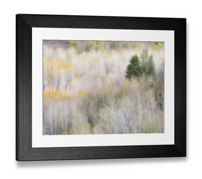 Framed Print : USA, Utah, Logan Pass hillsides covered with Aspen grove in Fall Color