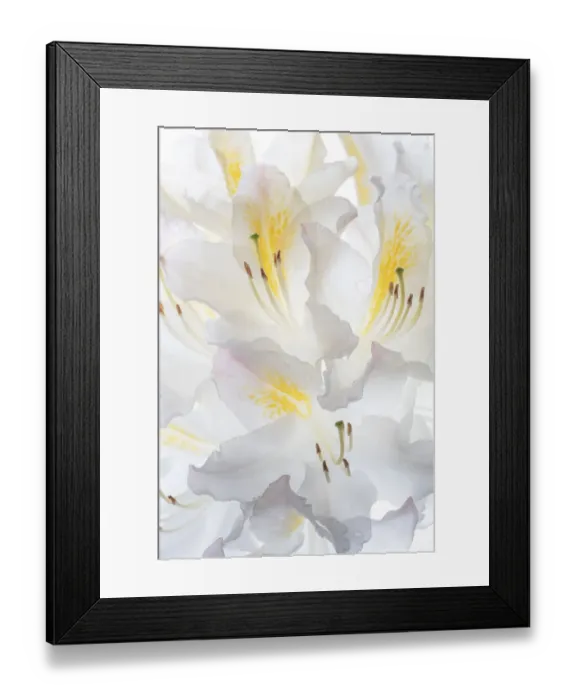 Framed Print : USA, Washington State, Seabeck. White Azalea #2. Credit as Framed Print : USA, Washington State, Seabeck. White Azalea #2. Credit as