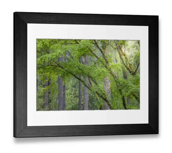 Framed Print : USA, Washington State, Bainbridge Island. Maple and Douglas fir trees in forest Framed Print : USA, Washington State, Bainbridge Island. Maple and Douglas fir trees in forest