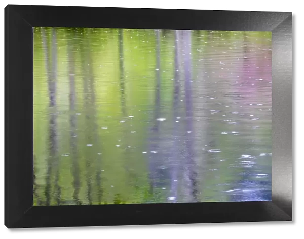 USA, Washington State, Bainbridge Island. Raindrop reflections in pond