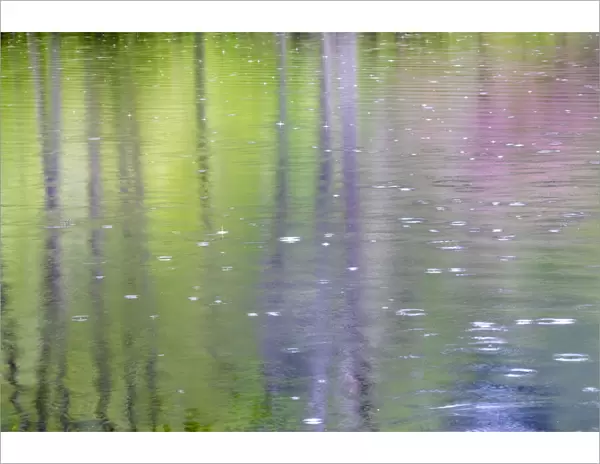 USA, Washington State, Bainbridge Island. Raindrop reflections in pond
