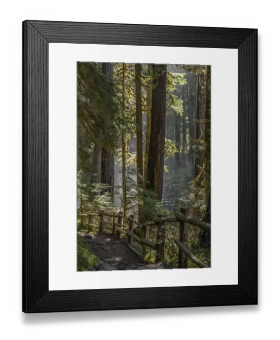 Framed Print : USA, Washington State, Olympic National Park. Walkway past trees and creek