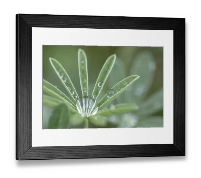 Framed Print : USA, Washington State, Port Townsend. Raindrops on lupine at Fort Worden State Park Framed Print : USA, Washington State, Port Townsend. Raindrops on lupine at Fort Worden State Park