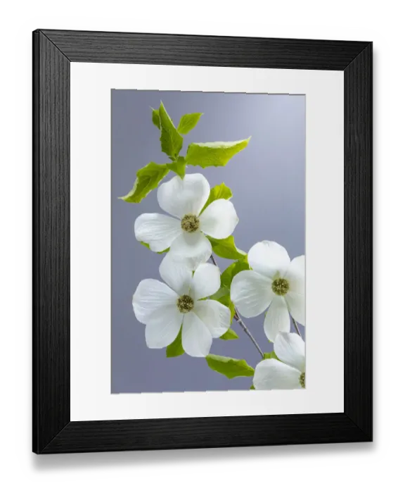 Framed Print : USA, Washington State, Seabeck. Pacific dogwood flower close-up Framed Print : USA, Washington State, Seabeck. Pacific dogwood flower close-up