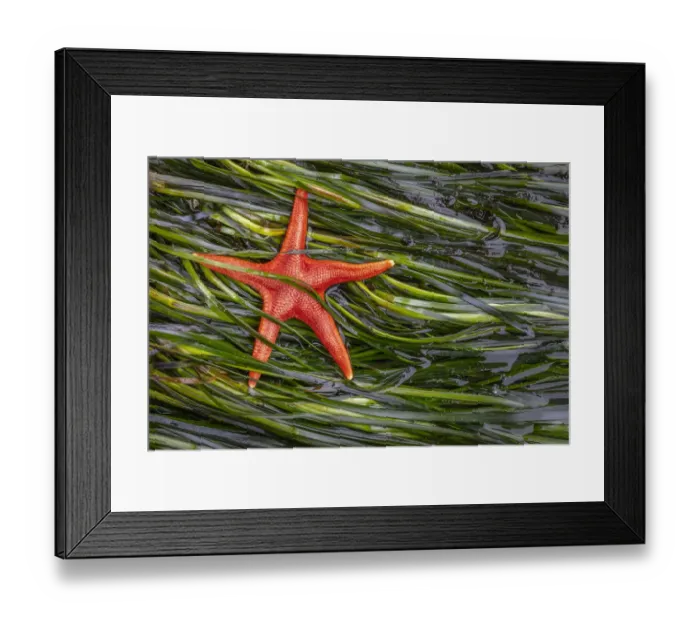 Framed Print : USA, Washington State, Salt Creek Recreation Area. Blood star and wet eelgrass