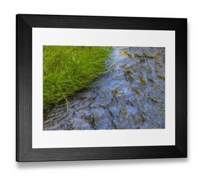 Framed Print : USA, Washington State, Seabeck. Grass alongside stream in Guillemot Cove Nature Preserve Framed Print : USA, Washington State, Seabeck. Grass alongside stream in Guillemot Cove Nature Preserve