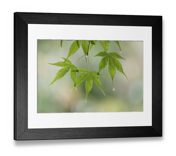 Framed Print : USA, Washington, Seabeck. Raindrops on Japanese maple leaves