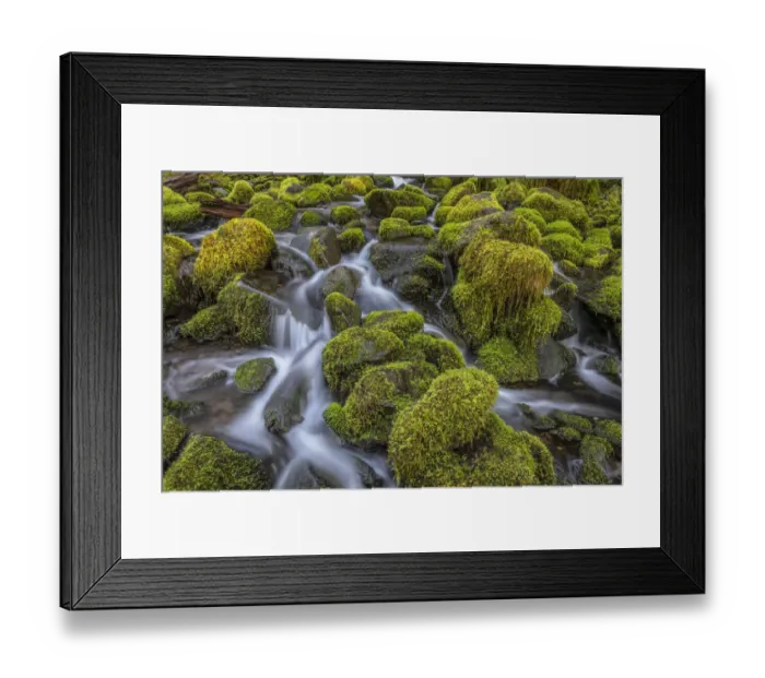 Framed Print : USA, Washington State, Olympic National Park. Cedar Creek scenic