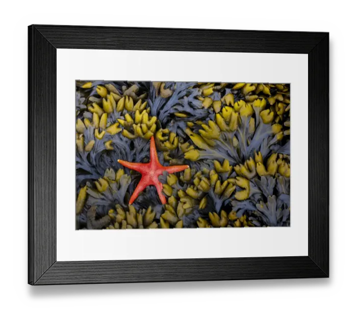 Framed Print : USA, Washington State, Salt Creek Recreation Area. Blood star and wet rockweed