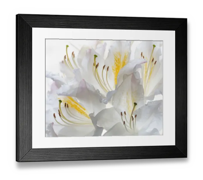 Framed Print : USA, Washington State, Seabeck. White Azalea #2. Credit as Framed Print : USA, Washington State, Seabeck. White Azalea #2. Credit as