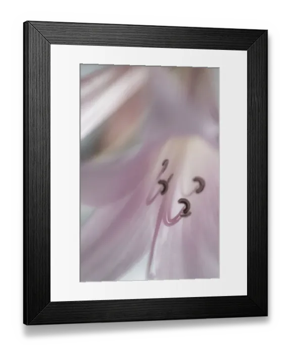 Framed Print : USA, Washington, Seabeck. Pale pink lily close-up. Credit as Framed Print : USA, Washington, Seabeck. Pale pink lily close-up. Credit as