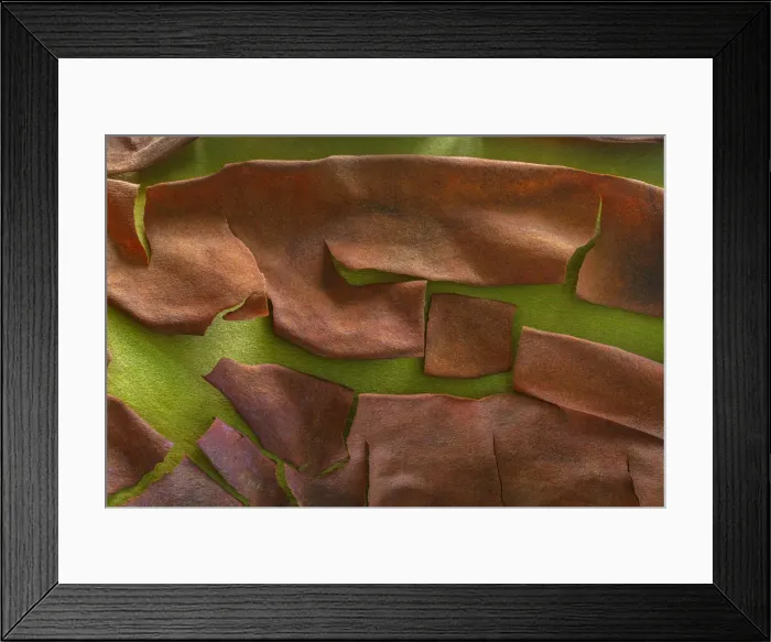 Framed Print : USA, Washington, Seabeck. Peeling madrone tree bark. Credit as Framed Print : USA, Washington, Seabeck. Peeling madrone tree bark. Credit as