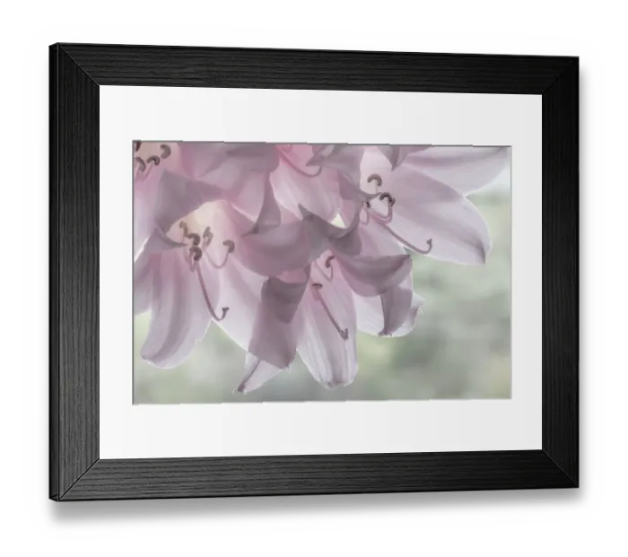 Framed Print : USA, Washington, Seabeck. Pale pink lilies close-up. Credit as Framed Print : USA, Washington, Seabeck. Pale pink lilies close-up. Credit as
