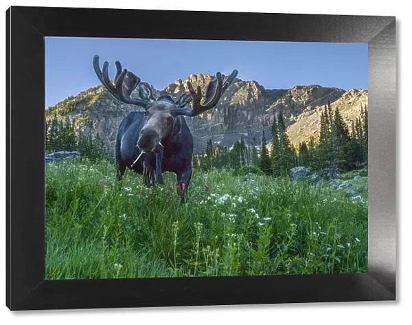 Grazing bull moose eye to eye with photographer, Wasatch Mountains, Alta, Utah, USA