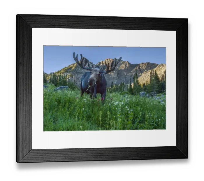 Framed Print : Grazing bull moose eye to eye with photographer, Wasatch Mountains, Alta, Utah, USA Framed Print : Grazing bull moose eye to eye with photographer, Wasatch Mountains, Alta, Utah, USA