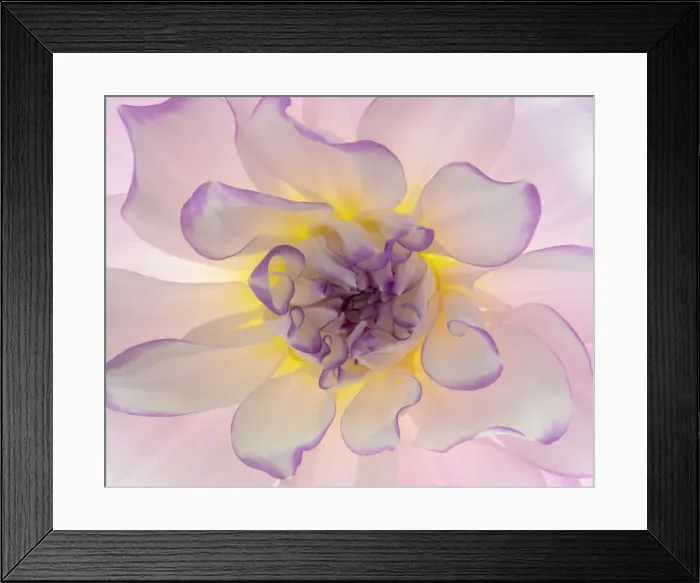 Framed Print : USA, Washington, Seabeck. Glowing dahlia flower close-up