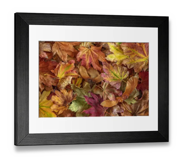 Framed Print : USA, Washington State, Seabeck. Fallen vine maple leaves and seed heads Framed Print : USA, Washington State, Seabeck. Fallen vine maple leaves and seed heads