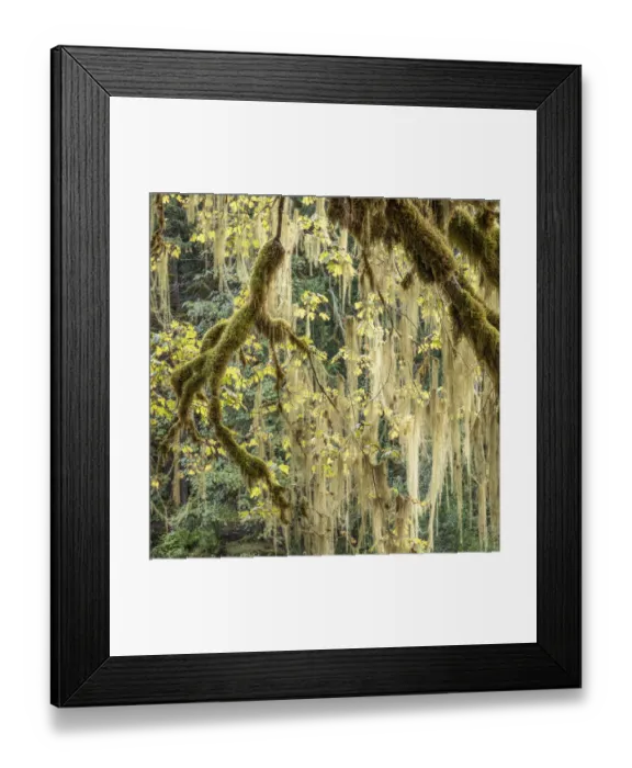Framed Print : Methuselahs Beard (Usnea longissima) in a Bigleaf Maple tree, Washington Framed Print : Methuselahs Beard (Usnea longissima) in a Bigleaf Maple tree, Washington