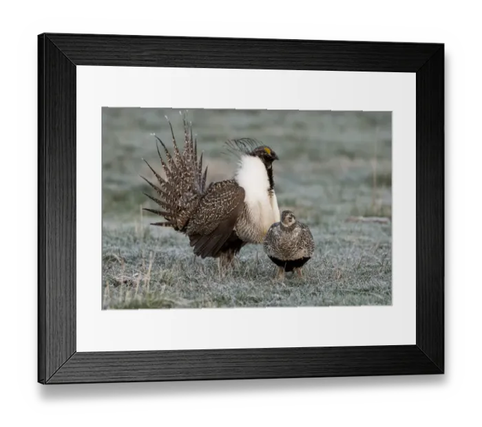 Framed Print : Greater sage grouse male and female at lek, Hennifer, Utah, USA