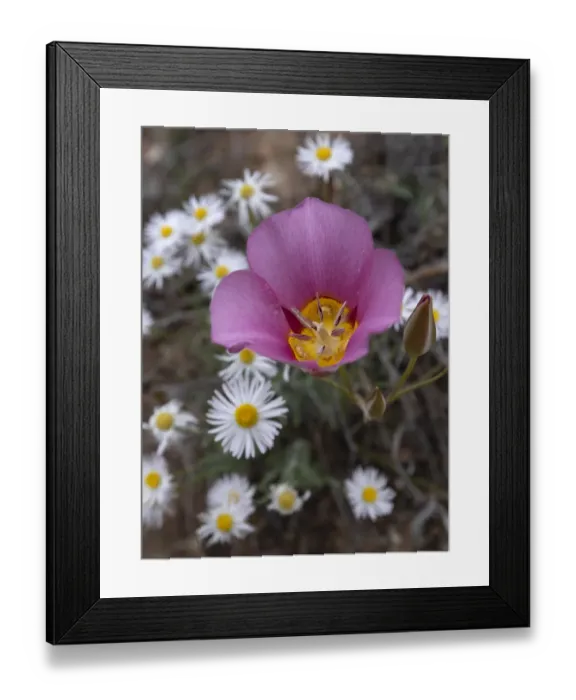 Framed Print : USA, Utah. Sego lily, Arches National Park Framed Print : USA, Utah. Sego lily, Arches National Park