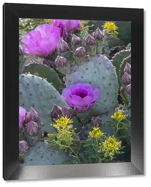 USA, Utah. Beavertail prickly pear cactus and Bee Plant, Factory Butte, Upper Blue Hills