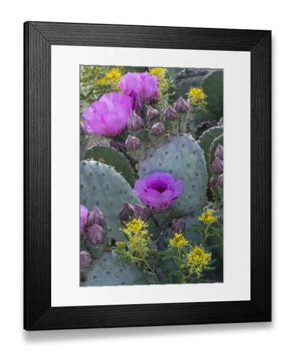Framed Print : USA, Utah. Beavertail prickly pear cactus and Bee Plant, Factory Butte, Upper Blue Hills Framed Print : USA, Utah. Beavertail prickly pear cactus and Bee Plant, Factory Butte, Upper Blue Hills