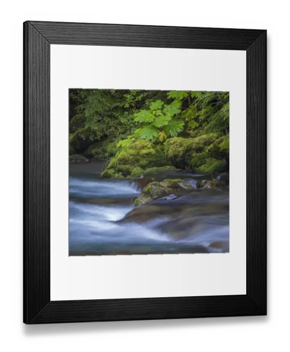 Framed Print : USA, Washington State, Olympic National Park. Dungeness River rapids Framed Print : USA, Washington State, Olympic National Park. Dungeness River rapids