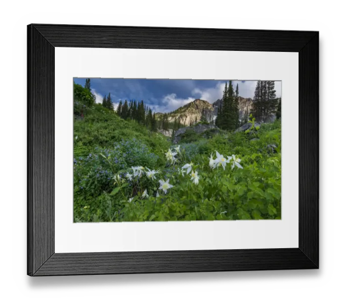 Framed Print : Columbine wildflowers and bluebells in Albion Basin, Alta Ski Resort Framed Print : Columbine wildflowers and bluebells in Albion Basin, Alta Ski Resort