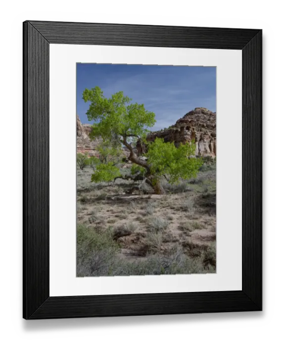 Framed Print : USA, Utah. Lush green leaves on cottonwood tree in the desert, San Rafael Swell Framed Print : USA, Utah. Lush green leaves on cottonwood tree in the desert, San Rafael Swell
