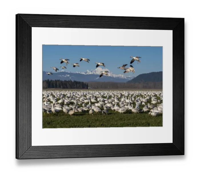 Framed Print : USA, Washington State, Skagit Valley. Lesser snow geese flock Framed Print : USA, Washington State, Skagit Valley. Lesser snow geese flock