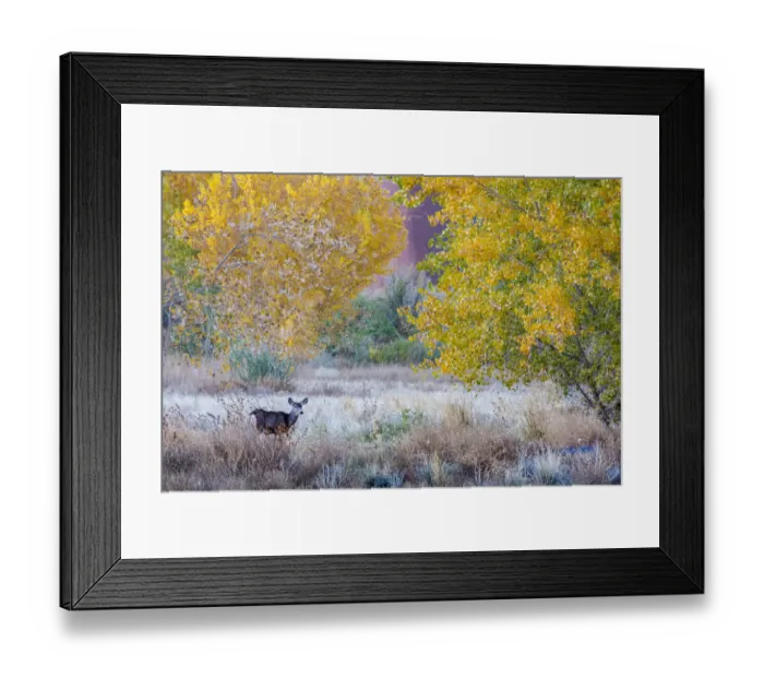 Framed Print : Whitetail deer grazing under autumn cottonwood tree, near Moab, Utah, USA