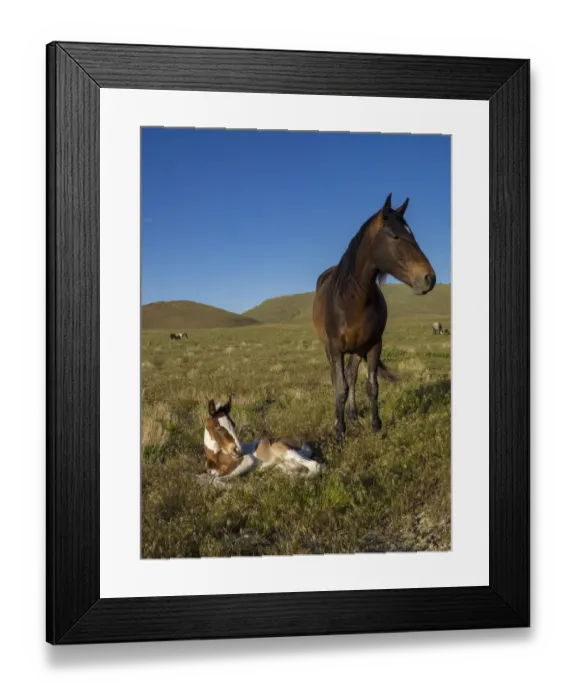 Framed Print : Wild horse mother shows off her yearling foal, Pony express byway near Salt Lake City Framed Print : Wild horse mother shows off her yearling foal, Pony express byway near Salt Lake City