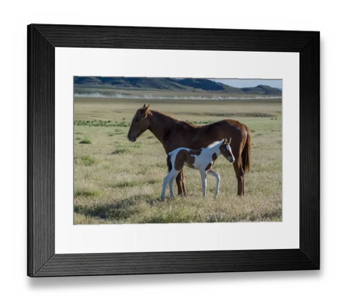 Framed Print : Wild horses, mother and yearling foal graze along Pony Express Byway near Salt Lake City Framed Print : Wild horses, mother and yearling foal graze along Pony Express Byway near Salt Lake City