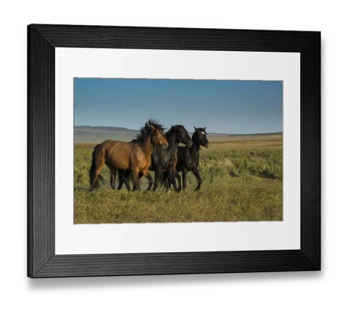Framed Print : Wild stallions of Onaqui Herd graze along Pony Express Byway near Dugway Framed Print : Wild stallions of Onaqui Herd graze along Pony Express Byway near Dugway
