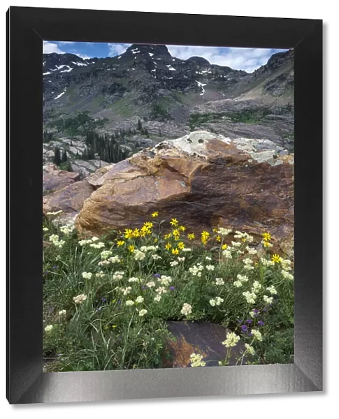 Wildflowers and Dromedary Peak, Twin Peaks Wilderness, Wasatch Mountains near Salt Lake