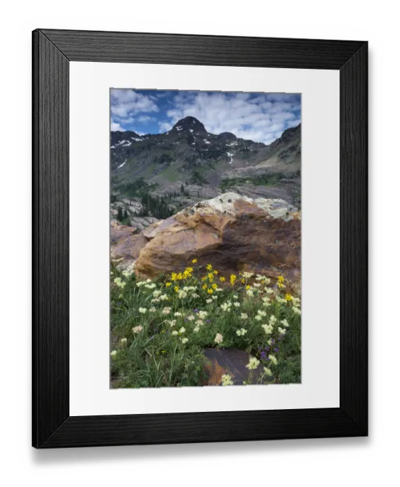 Framed Print : Wildflowers and Dromedary Peak, Twin Peaks Wilderness, Wasatch Mountains near Salt Lake