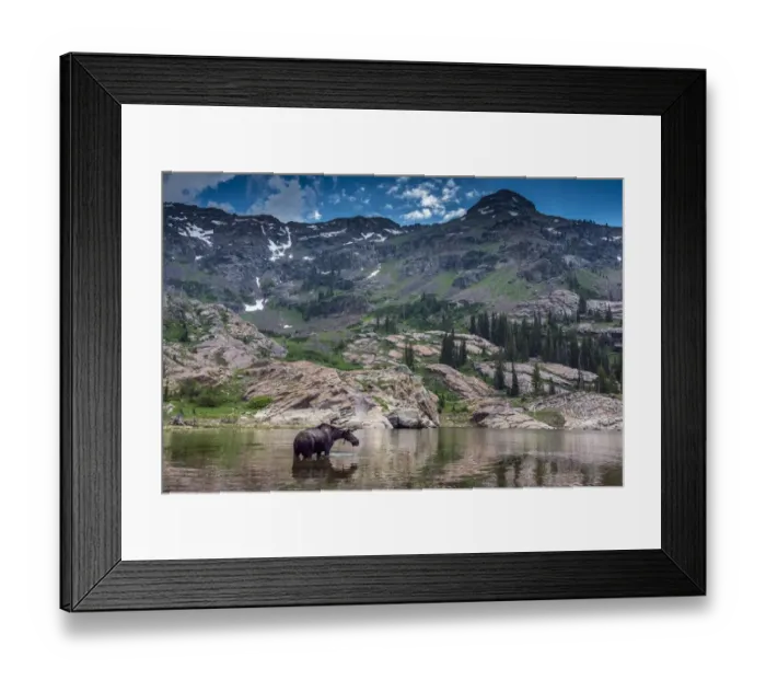 Framed Print : Young bull moose wading in Lake Lilian, Wasatch Mountains near Lake Blanche Framed Print : Young bull moose wading in Lake Lilian, Wasatch Mountains near Lake Blanche