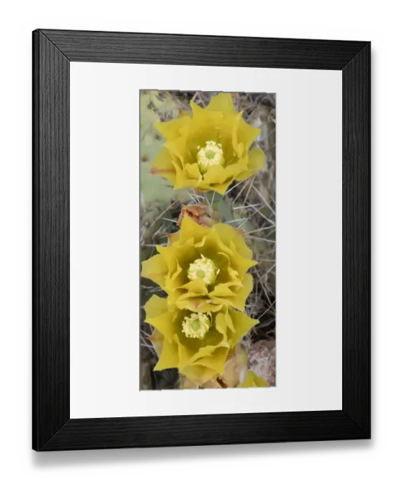 Framed Print : USA, Utah. Prickly pear cactus bloom, Arches National Park
