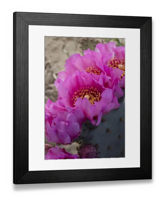 Framed Print : USA, Utah. Beavertail prickly pear cactus, Factory Butte, Upper Blue Hills Framed Print : USA, Utah. Beavertail prickly pear cactus, Factory Butte, Upper Blue Hills