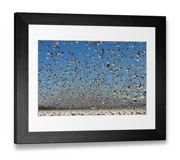 Framed Print : USA, Washington State, Skagit Valley. Lesser snow geese flock takeoff Framed Print : USA, Washington State, Skagit Valley. Lesser snow geese flock takeoff