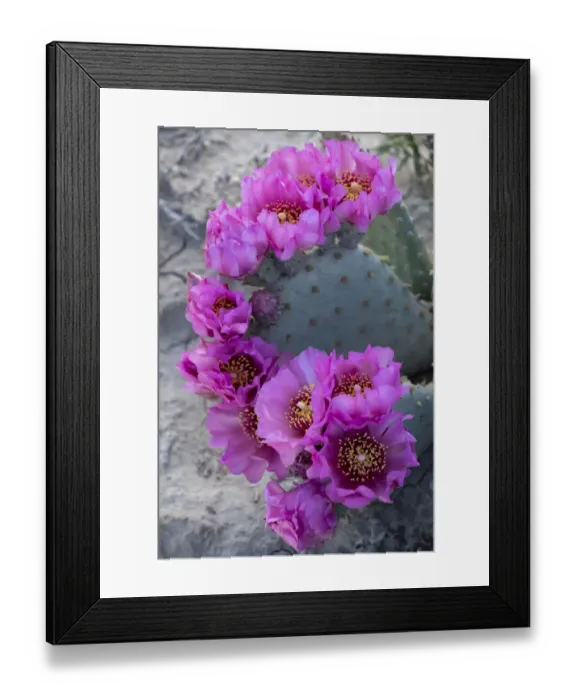 Framed Print : USA, Utah. Beavertail prickly pear cactus, Factory Butte, Upper Blue Hills