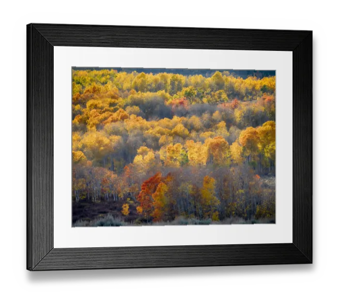 Framed Print : USA, Utah, Logan Pass. Autumn colors in Logan Pass Utah