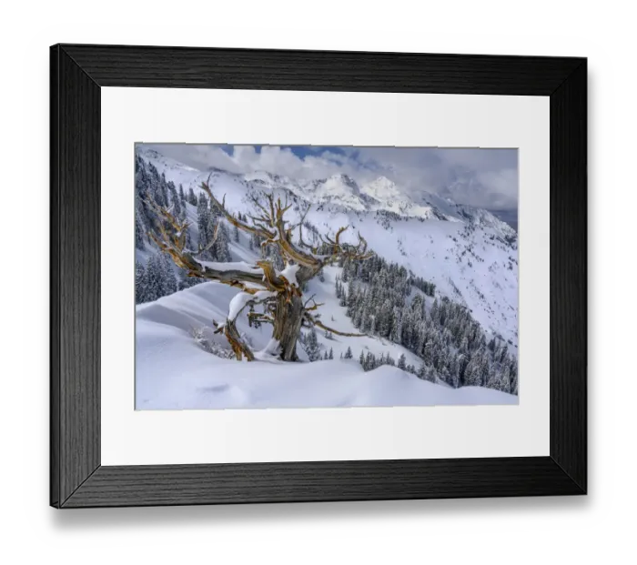 Framed Print : USA, Utah, Ancient Limber pine on ridge during winter Big Cottonwood Canyon near Salt Framed Print : USA, Utah, Ancient Limber pine on ridge during winter Big Cottonwood Canyon near Salt