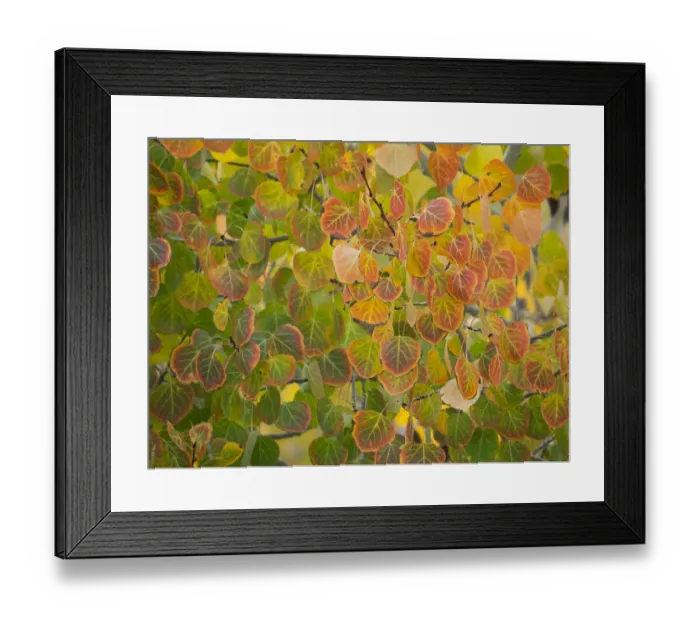 Framed Print : USA, Utah, Logan Pass. Autumn colors in Logan Pass Utah