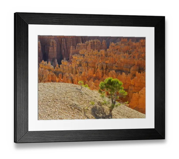 Framed Print : Utah, Bryce Canyon Natonal Park. view of canyon with hoodoos Framed Print : Utah, Bryce Canyon Natonal Park. view of canyon with hoodoos